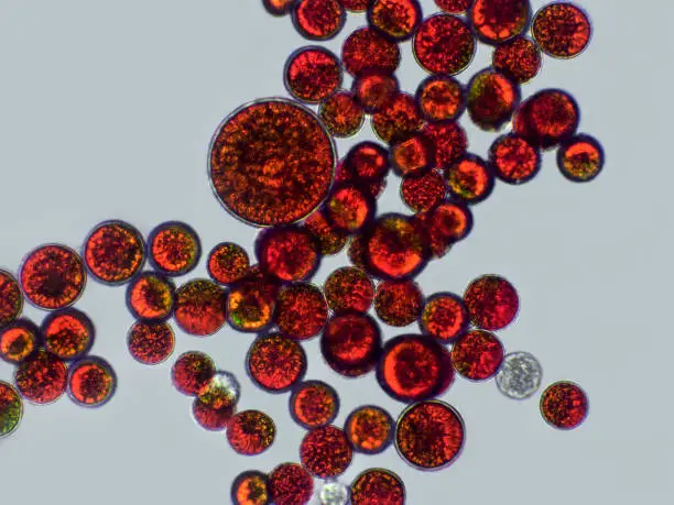 product-1-1 product-1-1