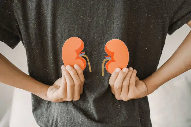 Is Biotin Safe for the Kidneys?